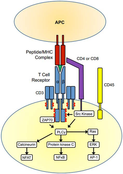 alpha beta t cells|αβ T cell receptors as predictors of health and disease.
